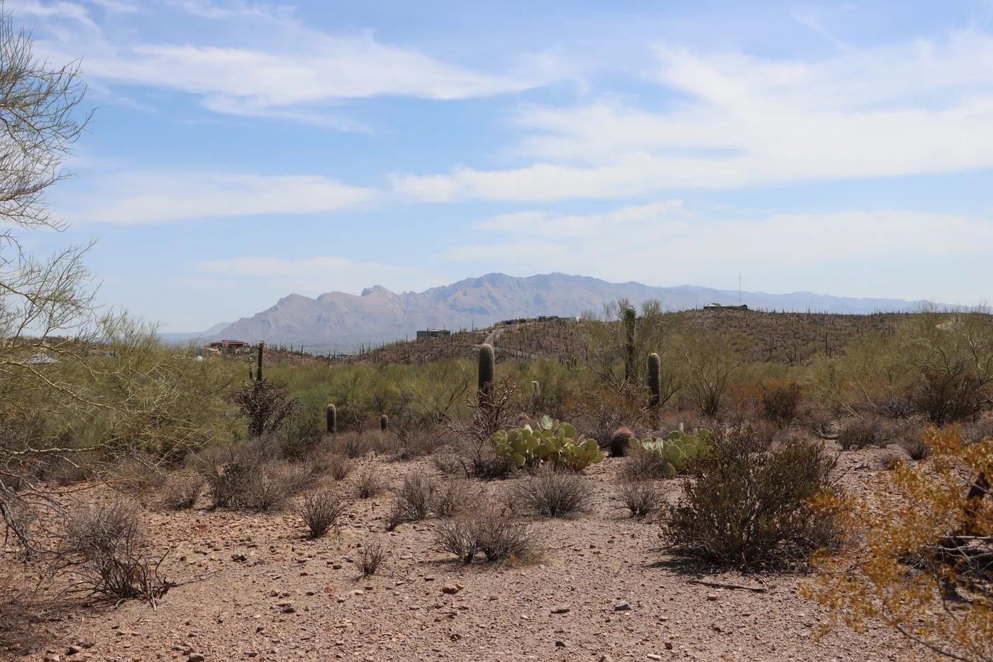 Saguaro cacti in the Tucson desert