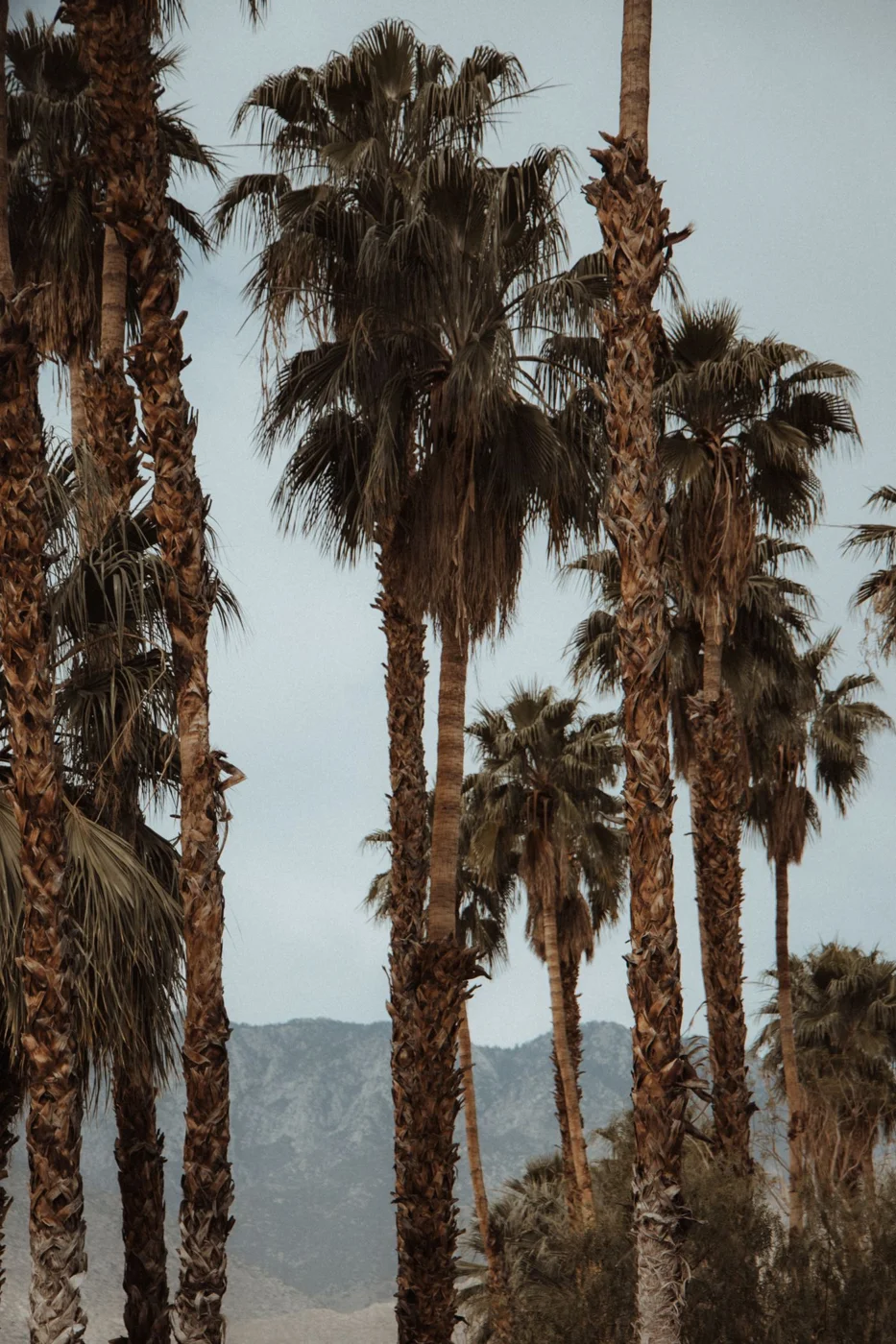 Palm trees and mountain backdrop in Palm Springs