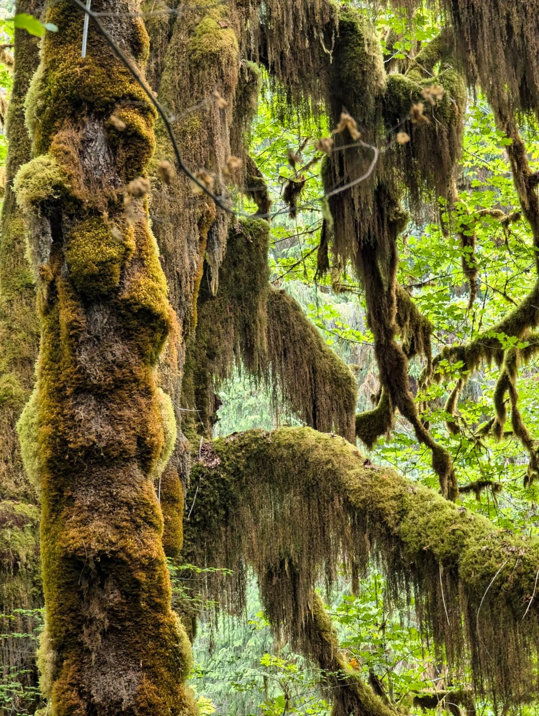 Moss-covered trees in Olympic National Park