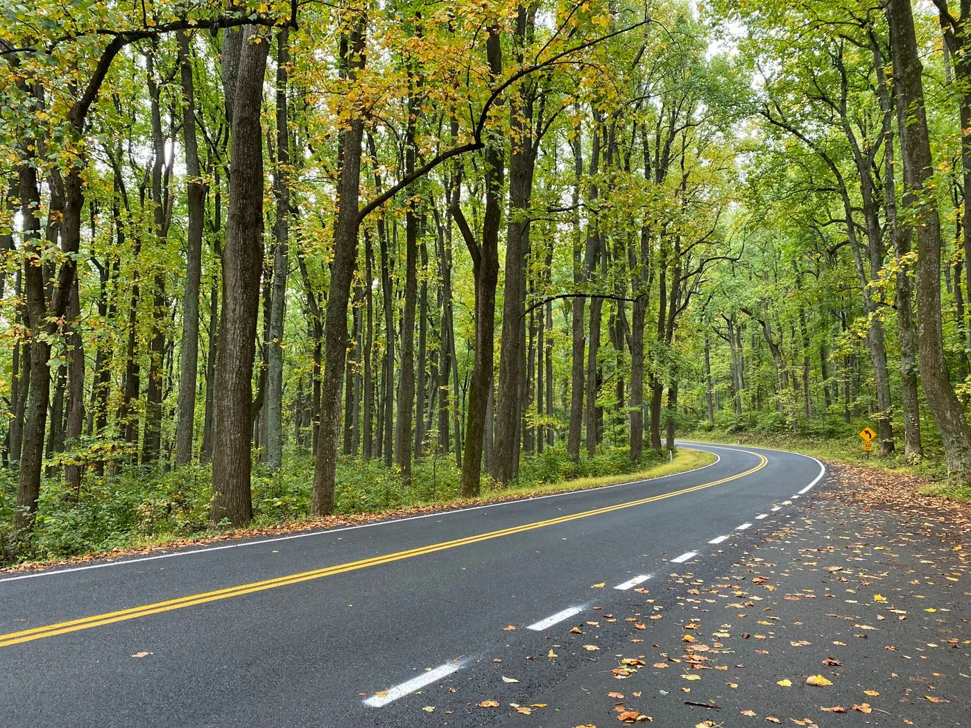A curving road surrounded by autumn foliage in Shenandoah, Virginia