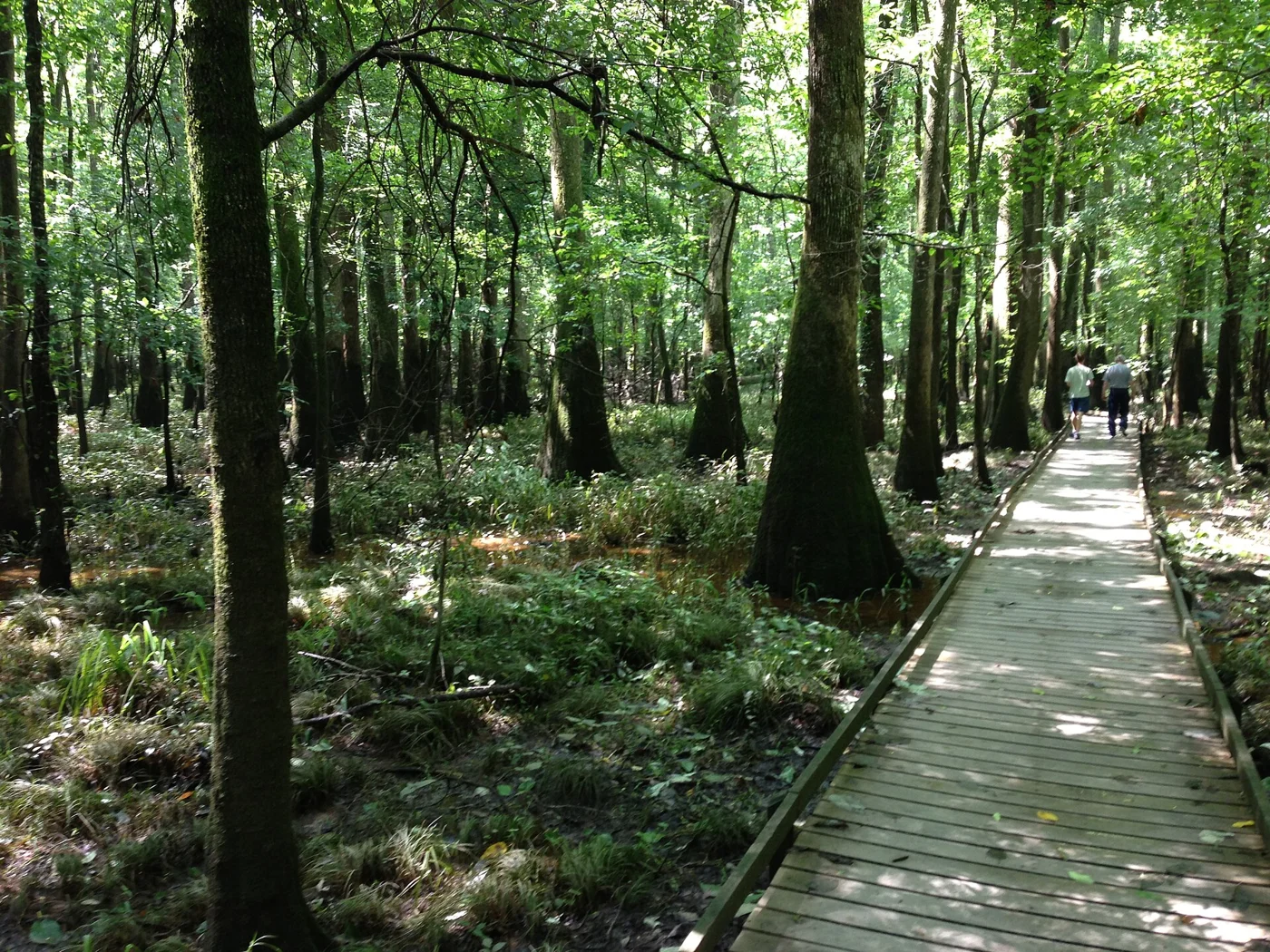 A boardwalk through the forest in Congaree National Park