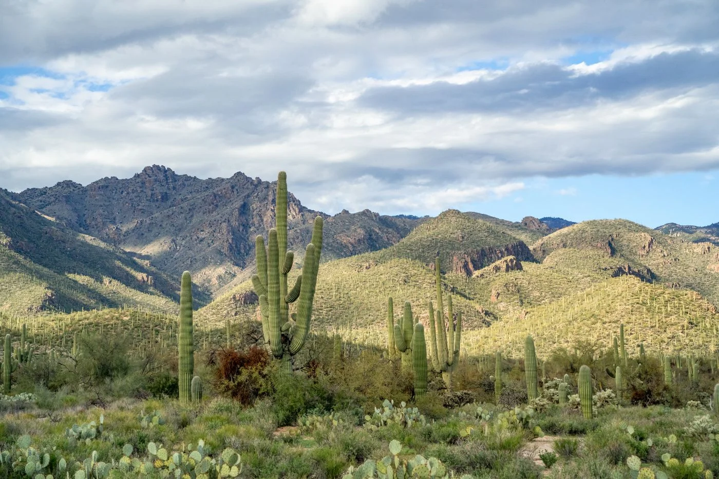 Saguaro cacti and mountains in Saguaro National Park