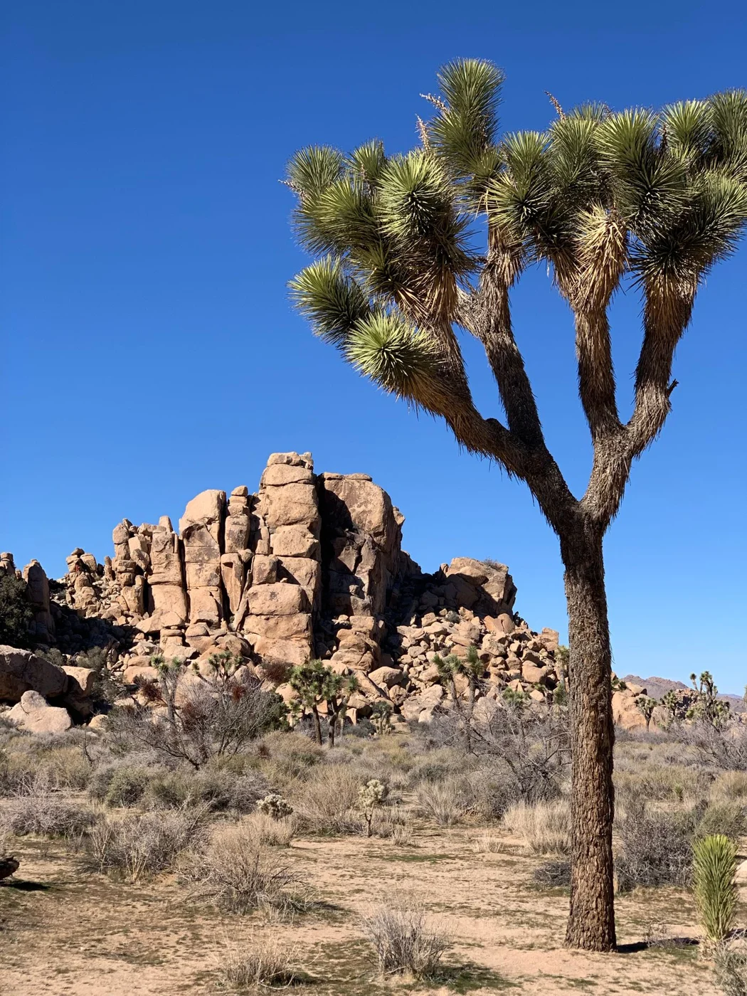 Joshua tree and rock formations in Joshua Tree National Park