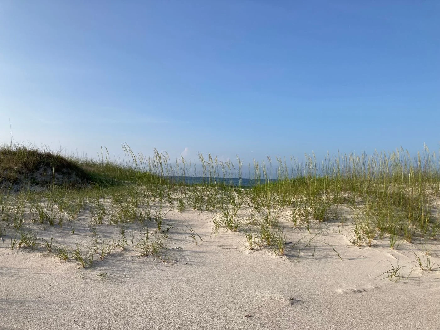 Sea oats and sandy shoreline in Gulf Shores Alabama