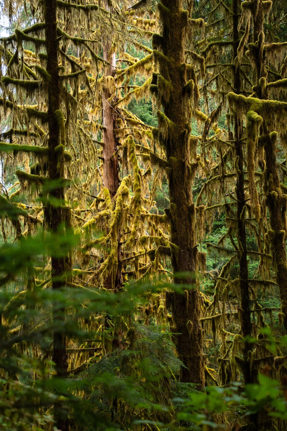 Moss draping trees in Olympic National Park
