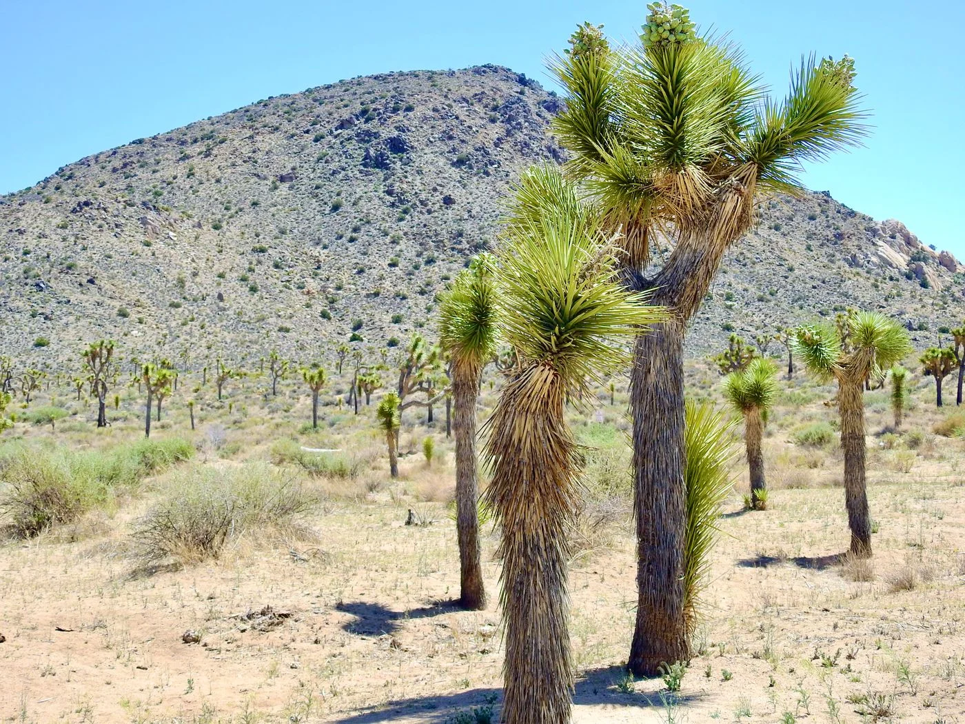 Joshua trees beneath a clear desert sky in California